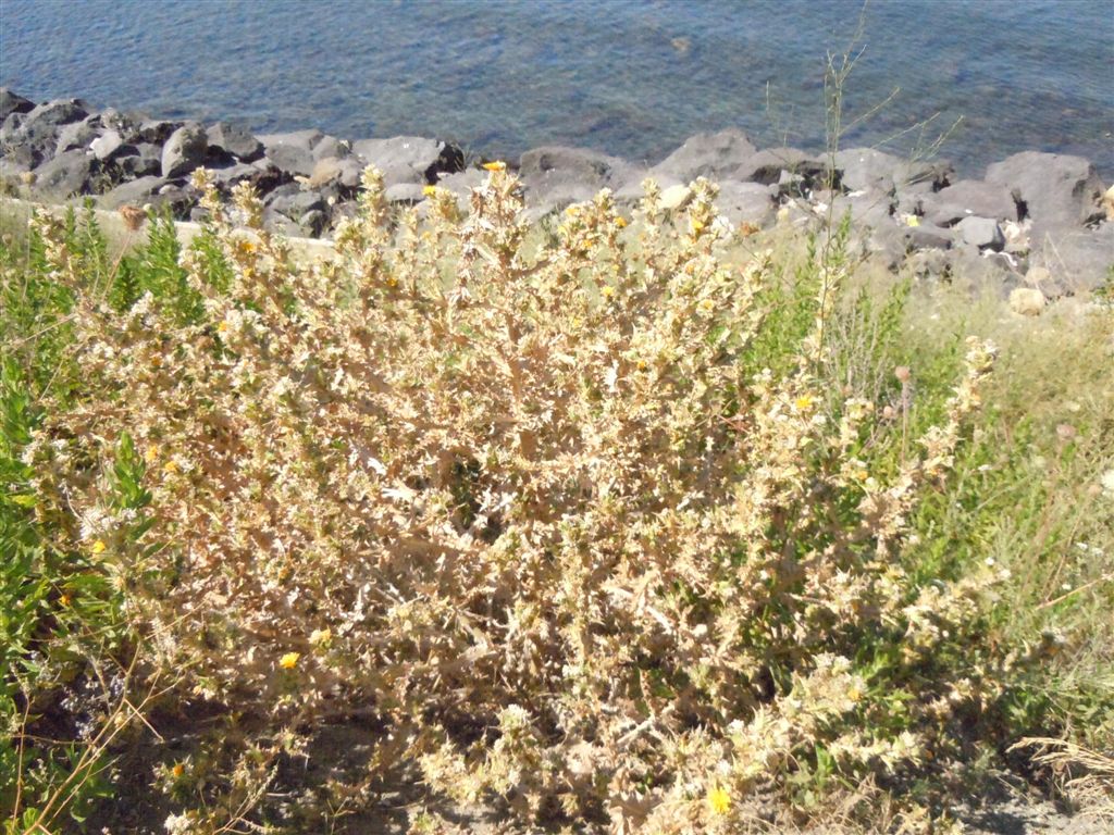 Scolymus hispanicus